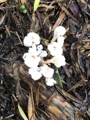 Cordyceps sinclairii