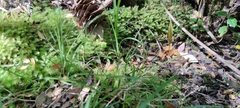 Carex delacosta