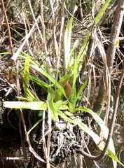 Eryngium yuccifolium