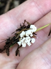 Cordyceps sinclairii