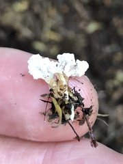 Cordyceps sinclairii