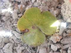 Corybas macranthus