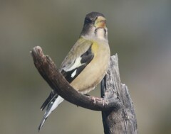 Coccothraustes vespertinus brooksi