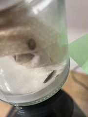 Euborellia annulipes