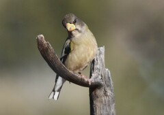 Coccothraustes vespertinus brooksi
