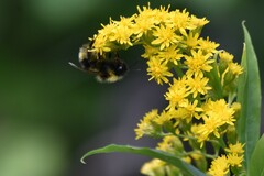 Bombus flavidus
