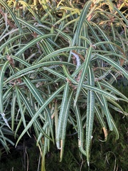 Olearia lacunosa
