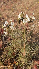 Astragalus coquimbensis
