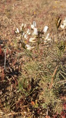 Astragalus coquimbensis