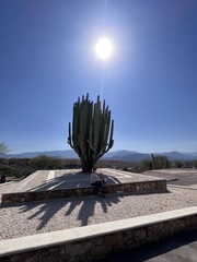 Pachycereus