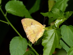 Phoebis philea