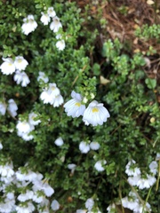 Euphrasia cuneata