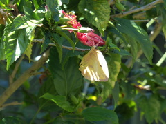 Phoebis philea