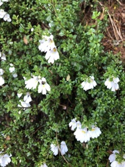 Euphrasia cuneata