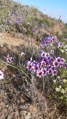 Leucocoryne purpurea