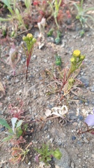 Amblyopappus pusillus