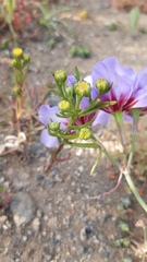 Amblyopappus pusillus