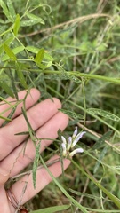 Vicia acutifolia