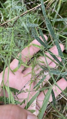 Vicia acutifolia