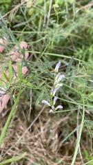 Vicia acutifolia