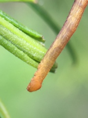 Cyclophora obstataria