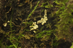 Trichia varia