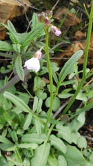 Cardamine californica