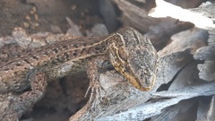 Liolaemus fuscus