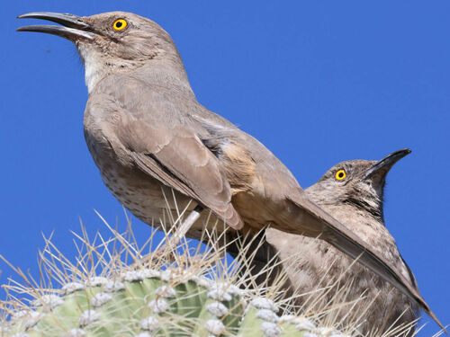 Moqueur à bec courbe (Toxostoma curvirostre)