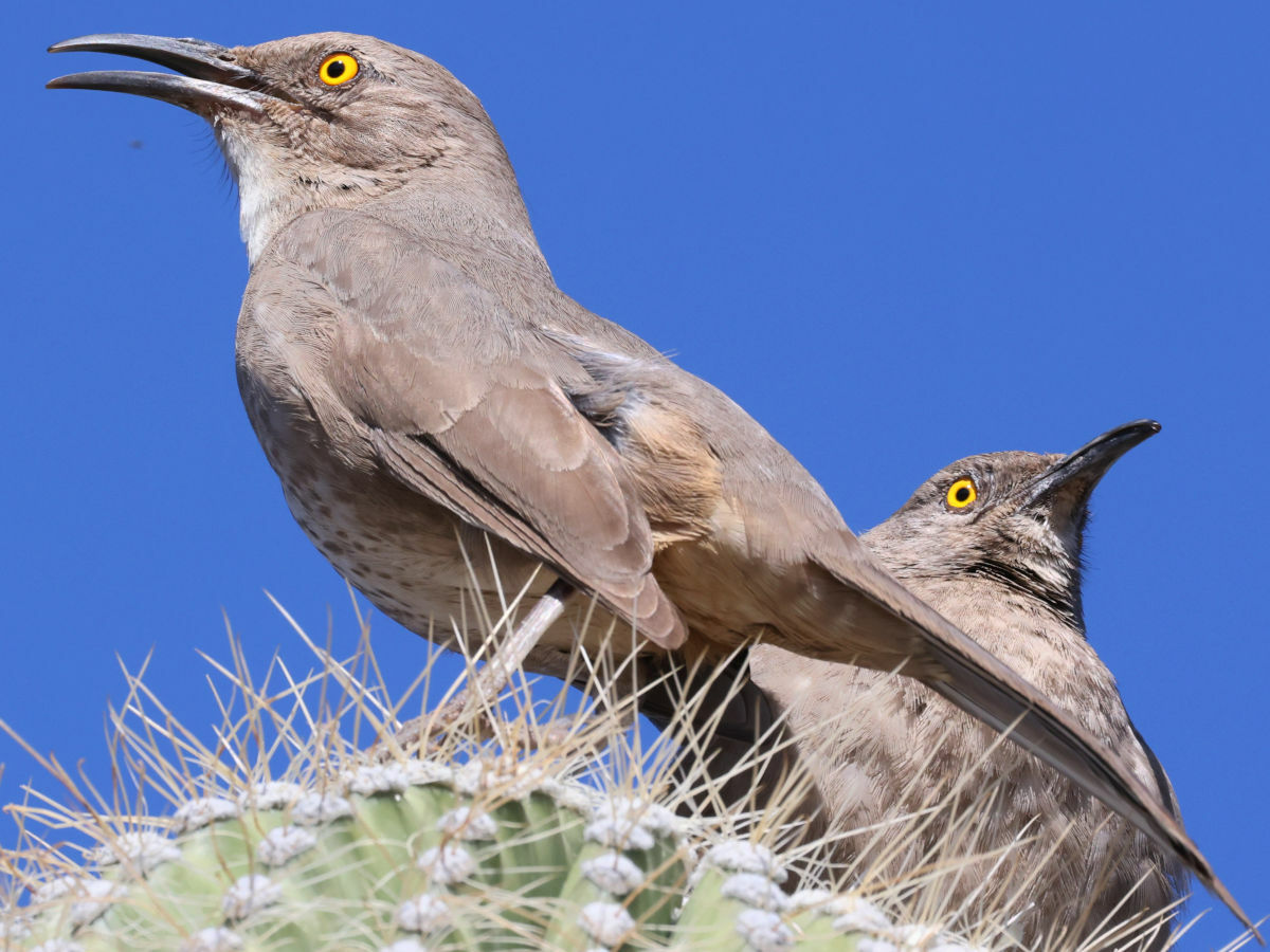 Curve-billed Thrasher illustration