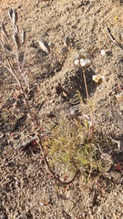 Astragalus coquimbensis