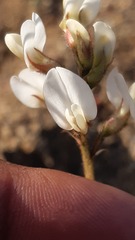 Astragalus coquimbensis