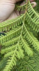 Pteris tripartita
