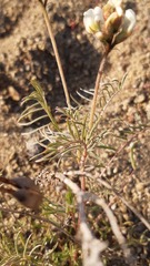 Astragalus coquimbensis