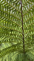 Pteris tripartita
