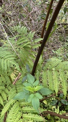 Pteris tripartita