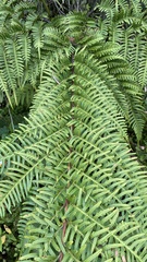 Pteris tripartita