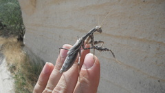 Rivetinini