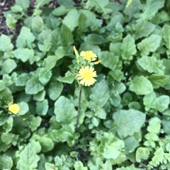 Youngia