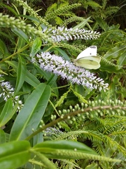 Pieris rapae