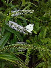 Pieris rapae