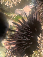 Echinometra vanbrunti