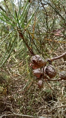 Hakea lissosperma