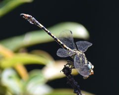 Paragomphus cognatus