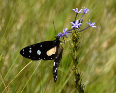 Amauris albimaculata