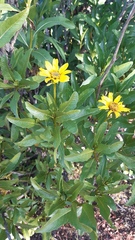 Flourensia thurifera