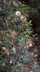 Olearia phlogopappa
