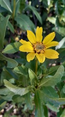 Flourensia thurifera