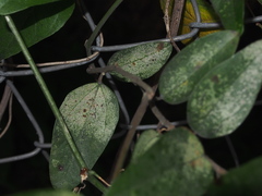 Stephanitis subfasciata