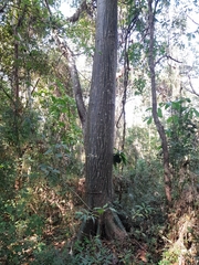 Pseudobombax septenatum